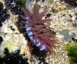 irish dive can bring up some gems to ! taken in waterford... by Jamie Malone 